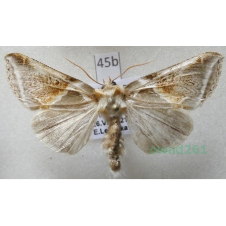 Habrosyne pyritoides (Hufnagel, 1766) Pluszówka agatka Czech45b